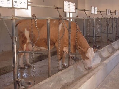 Krava Ida apsolutni šampion izložbe u Lajkovcu