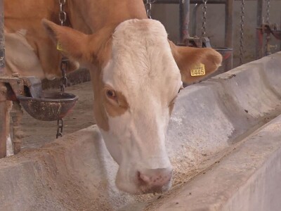 Krava Ida apsolutni šampion izložbe u Lajkovcu