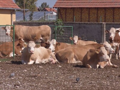 Krava Ida apsolutni šampion izložbe u Lajkovcu