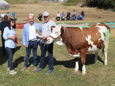 Krava Ida apsolutni šampion izložbe u Lajkovcu