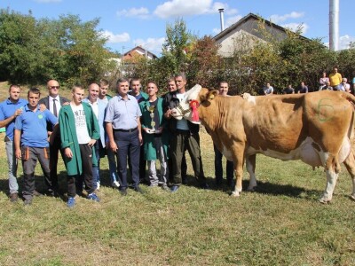 Krava Ida apsolutni šampion izložbe u Lajkovcu