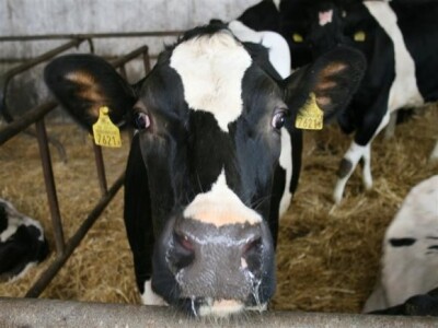 Farma krava na OPG Rudnik