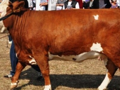 Izložba stoke u Lici