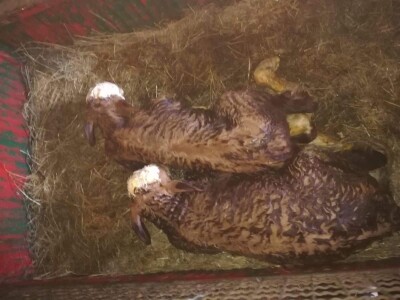 Krava Nina već treću godinu teli dvojke Krava Nina već treću godinu teli dvojke