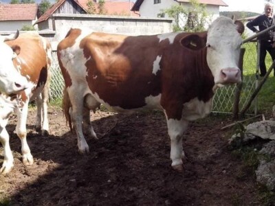 Krava Nina već treću godinu teli dvojke Krava Nina već treću godinu teli dvojke