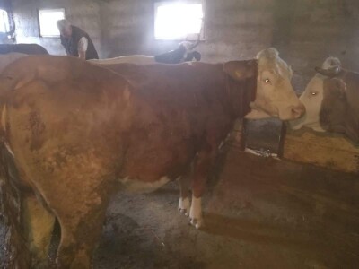 Krava Nina već treću godinu teli dvojke Krava Nina već treću godinu teli dvojke