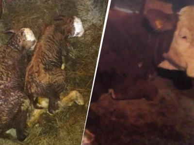 Krava Nina već treću godinu teli dvojke