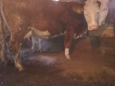 Krava Nina već treću godinu teli dvojke Krava Nina već treću godinu teli dvojke