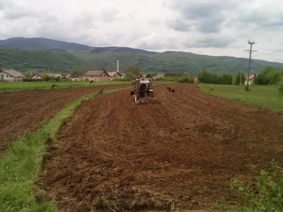Krava Nina već treću godinu teli dvojke