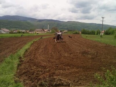 Krava Nina već treću godinu teli dvojke Krava Nina već treću godinu teli dvojke