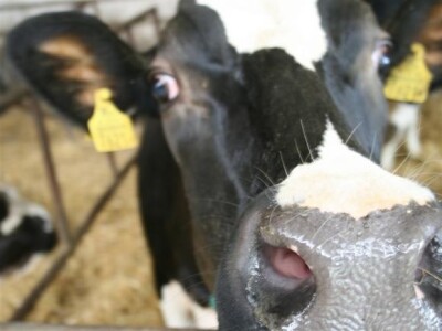 Farma krava na OPG Rudnik