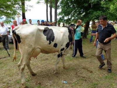 Krava Šara iz Obrta Nena iz sinjskog Čitluka osvojila Šampionsko zvono na jubilarnoj 10. županijskoj izložbi stoke Sinj 2015 Krava Šara iz Obrta Nena iz sinjskog Čitluka osvojila Šampionsko zvono na jubilarnoj 10. županijskoj izložbi stoke Sinj 2015