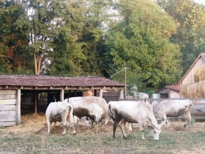 krava tele