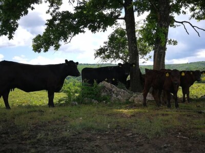 Braća Maturanec i njihov brand Braća Maturanec i njihov brand