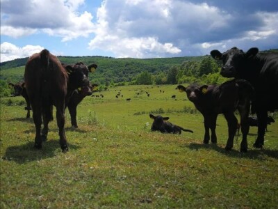 Braća Maturanec i njihov brand Braća Maturanec i njihov brand