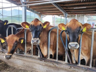 Sirana Vedrine u Lici