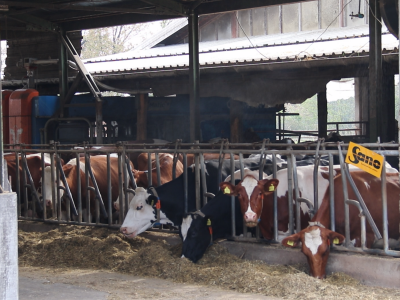 Savremeni sistem hlađenja na farmi "Babić"