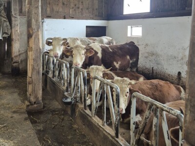 Marcel Stojnšek, mladi proizvođač mesnih proizvoda iz Haloza