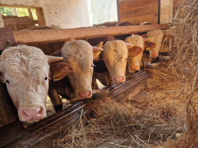 OPG Kišiček Ferdinandovac