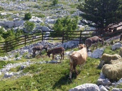 Krave buše i magarci na ispaši na Biokovu
