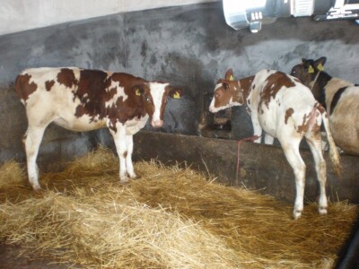 Štala porodice Stepanov