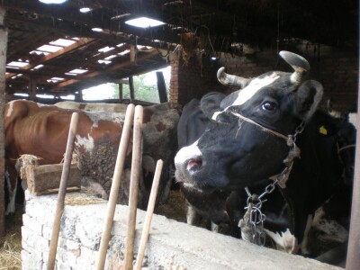 Štala porodice Mojsin