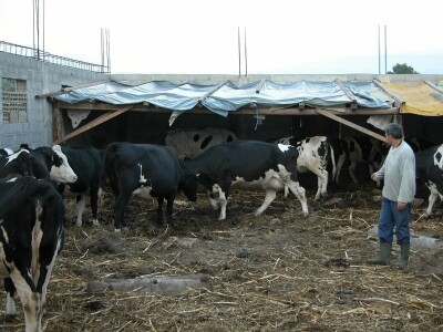 Goveda Ivana Putnika na farmi tijekom izgradnje nove štale