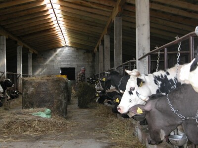 Krave u novoj štali OPG Putnik