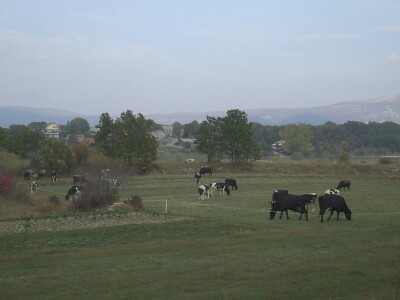 Krave na ispaši u imotskim Studencima