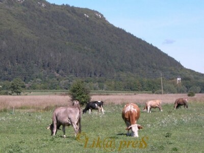 Krave na ispaši ličkih pašnjaka