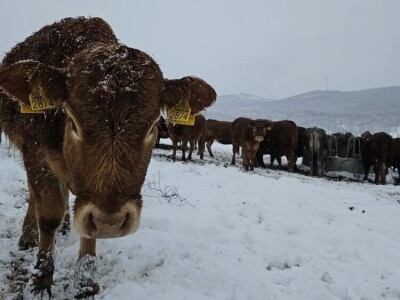 Krave na snegu