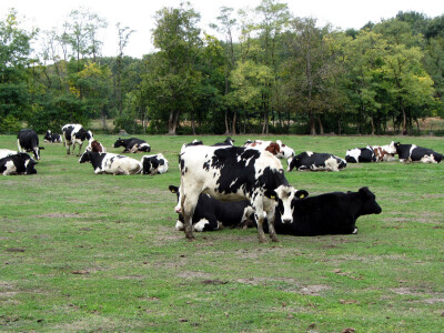 Farma Sanje Bugarski u Kuli