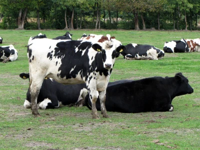 Farma Sanje Bugarski u Kuli