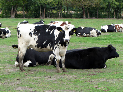Farma Sanje Bugarski u Kuli