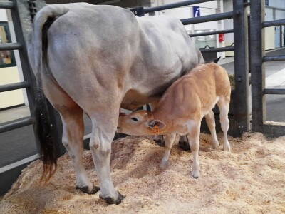 Krave u Italiji Krave u Italiji