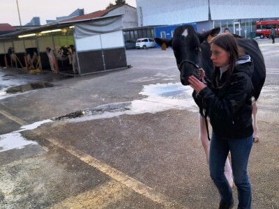 Krave u Italiji Krave u Italiji