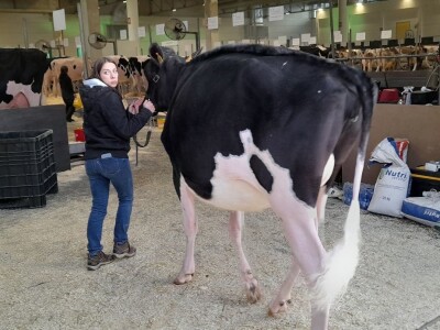 Krave u Italiji Krave u Italiji