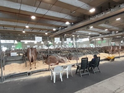 Krave u Italiji Krave u Italiji