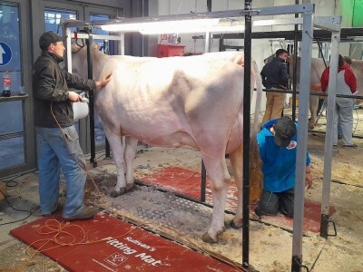 Krave u Italiji Krave u Italiji