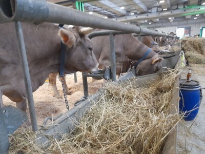 Krave u Italiji Krave u Italiji