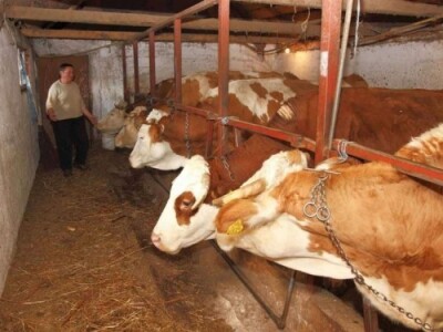 Detalj farme krava na livanjskom području Detalj farme krava na livanjskom području