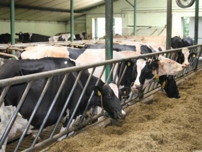 Farma krava na OPG Rudnik