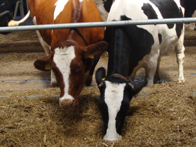 Dani otvorenih vrata na farmi muznih krava Landia