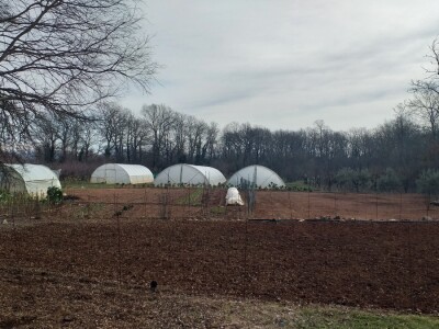 Kravica, krompir, duhan - simboli bh. grada koji je dobio ime po ženi