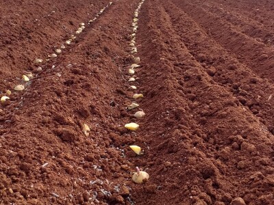 Kravica, krompir, duhan - simboli bh. grada koji je dobio ime po ženi