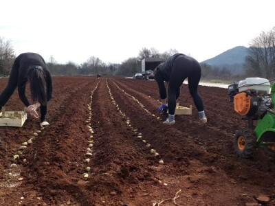 Kravica, krompir, duhan - simboli bh. grada koji je dobio ime po ženi