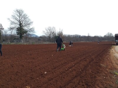 Kravica, krompir, duhan - simboli bh. grada koji je dobio ime po ženi