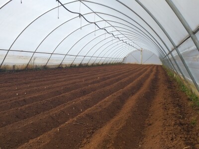 Kravica, krompir, duhan - simboli bh. grada koji je dobio ime po ženi