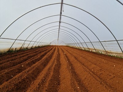 Kravica, krompir, duhan - simboli bh. grada koji je dobio ime po ženi