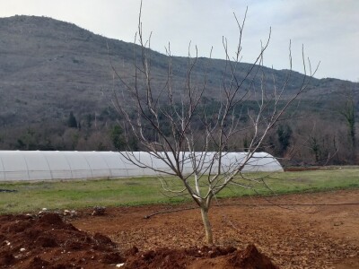 Kravica, krompir, duhan - simboli bh. grada koji je dobio ime po ženi